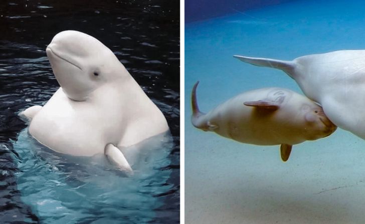 How Long Pregnancy Lasts for These 16 Animals