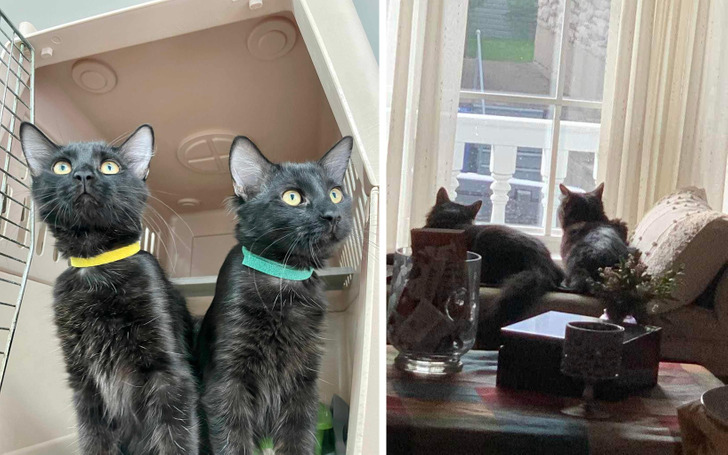 Two Black Kittens Named Batman and Robin Who Left the Shelter Together