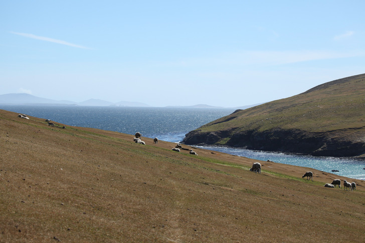 Sheep on Saunders Island, Falkland Islands
