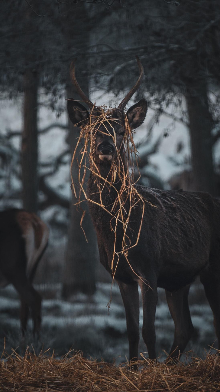 A Deer That Walked Out of the Woods Wearing a Grass Hat