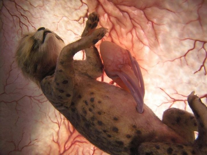 15 utterly amazing photographs of animals in the womb