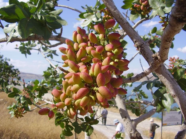 This Is How Our Favorite Foods Look in Their Natural Habitats