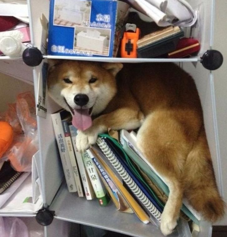 20 dogs who think they’ve found the perfect hiding place