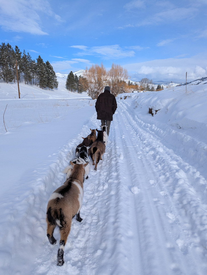 Six Goats and Four Dogs Who Follow Dad on Every Walk