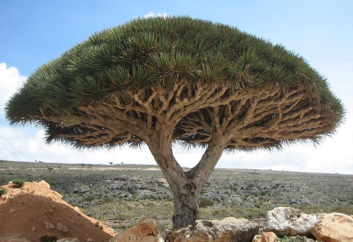 The 15 Most Beautiful Trees in the World