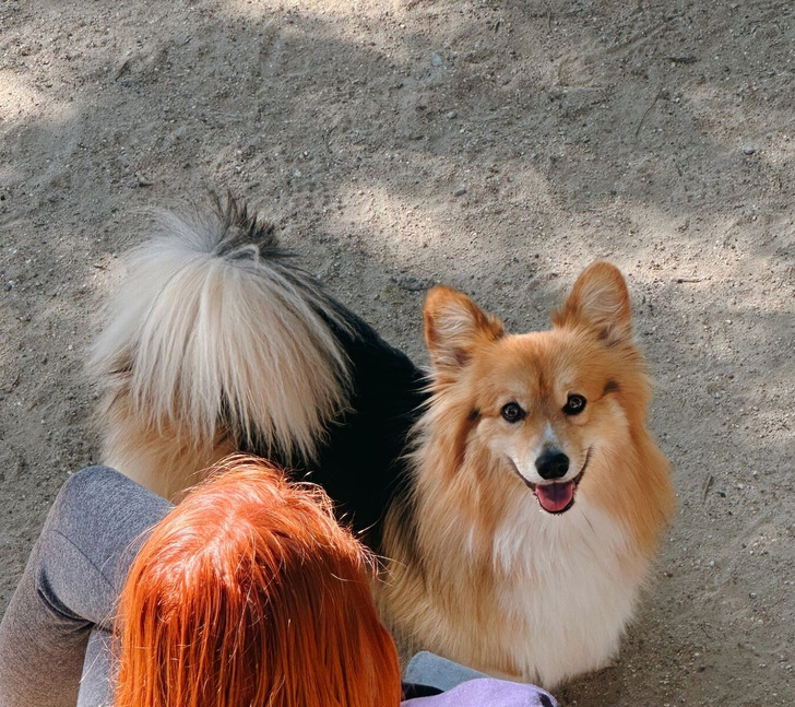 Dogs Picture Their Person’s Face When They Hear Their Voice