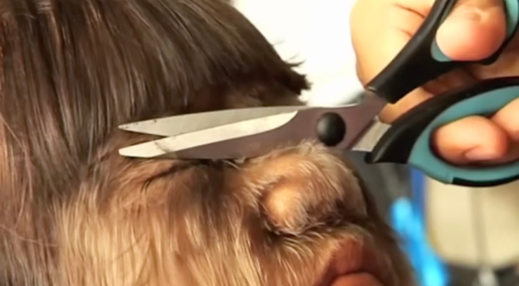 Natty decided to keep her body hair the way it naturally grew from the time she was born, only shaving her face. Closeup of a person covered in fur-like hair getting a haircut, scissors placed on nose.
