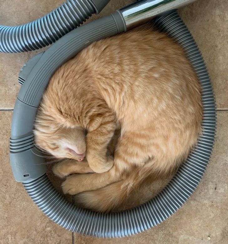 15 Photos That Prove Cats Are Liquid