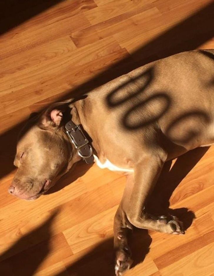 27 Perfect Coincidences That Were Luckily Captured on Camera