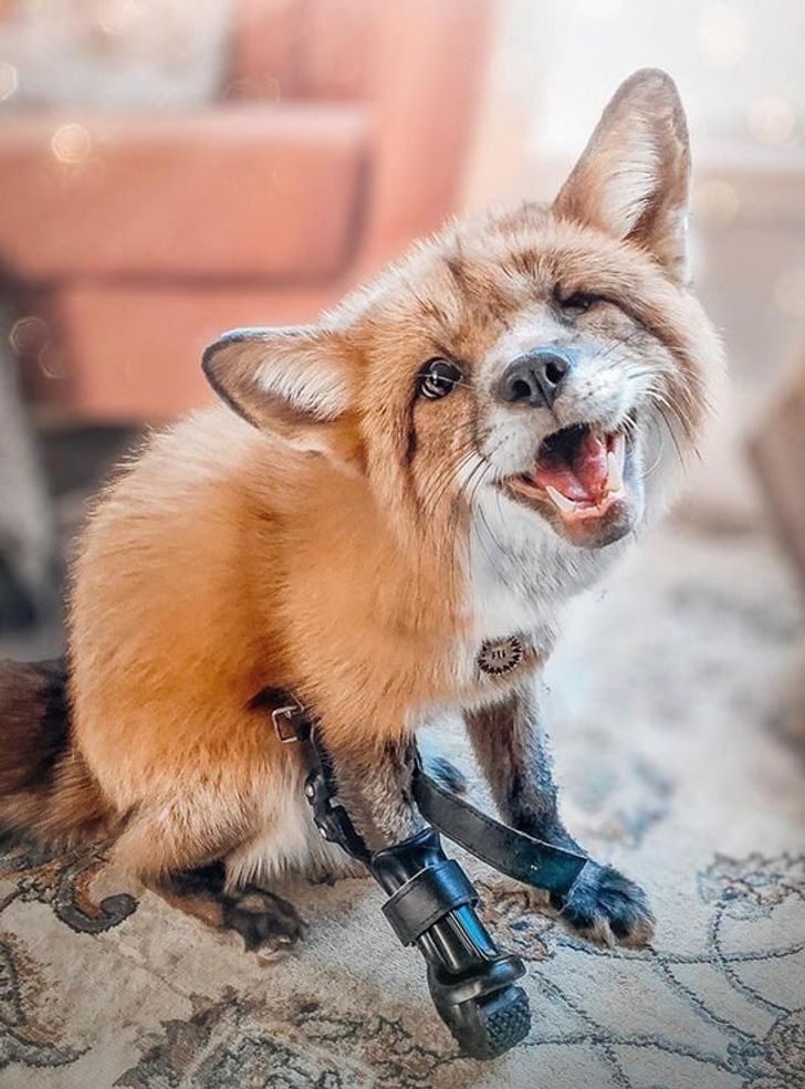 20 Animals Who Show Us What True Happiness Looks Like