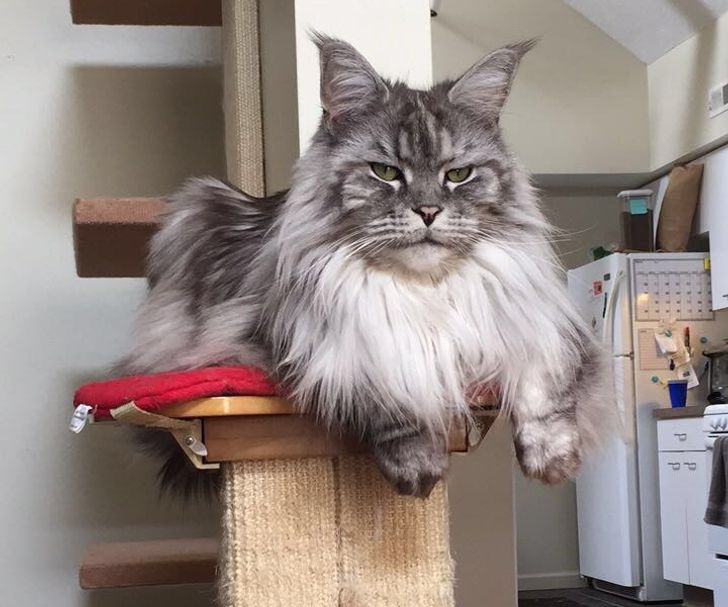 21 Majestic Maine Coon Cats That Will Show You Who’s the Boss / Bright Side