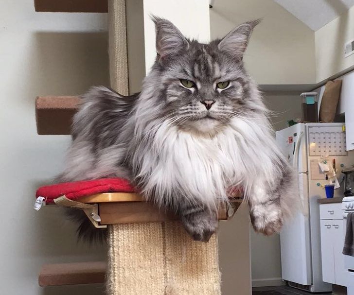 21 Majestic Maine Coon Cats That Will Show You Who's the Boss / Bright Side