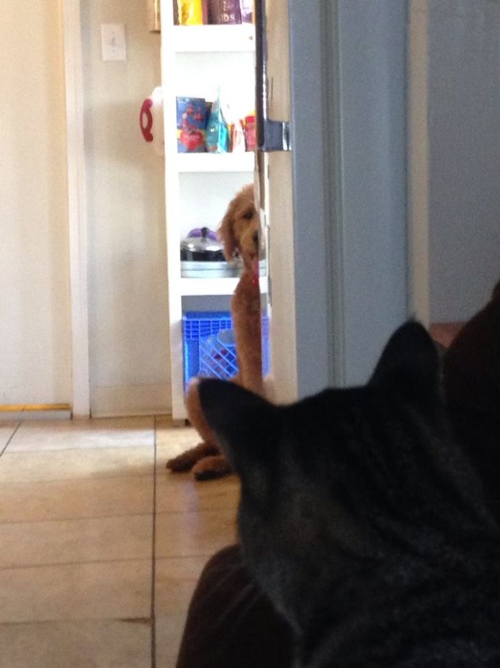 18 Dog Reactions That Ll Make You Howl With Laughter