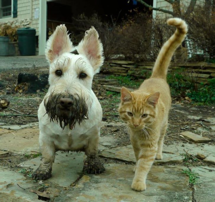 Dirty white dog together with a golden tabby