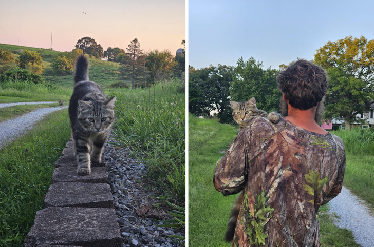 Captain Ran Across the Hay Field Into Her Owner’s Arms After a Month
