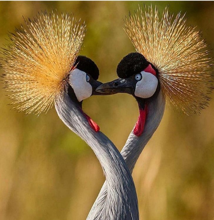 7 Animals Who Belong to Their Partners Forever