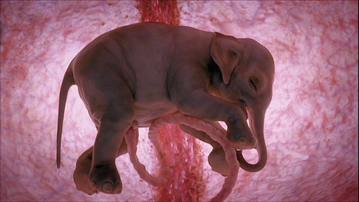 15 utterly amazing photographs of animals in the womb