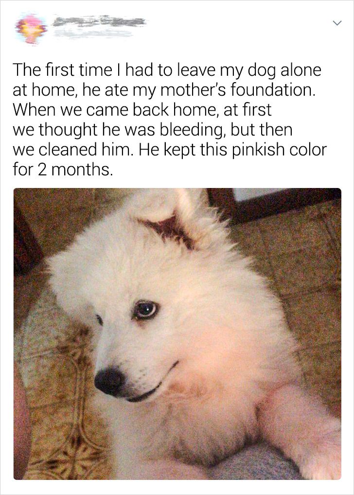 20+ Pet Stories Their Owners Just Had to Share With Us / Bright Side