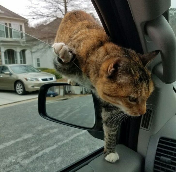 Cat sneaking into owner's car