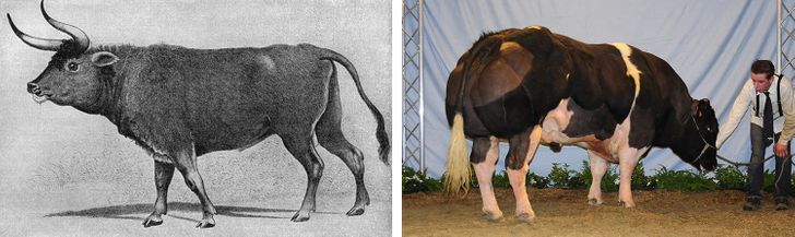 How 11 Animals Have Changed Over Time