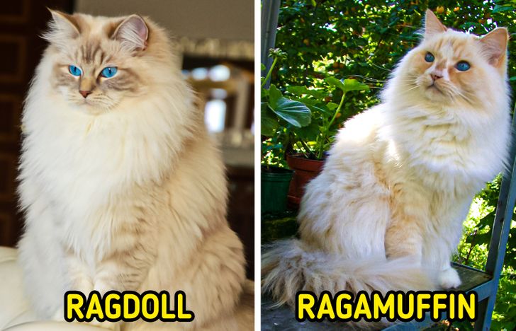 11 Pairs of Cat Breeds That Even an Avid Cat Person Might Confuse
