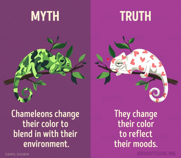 12 Myths About Animals That We Still Believe