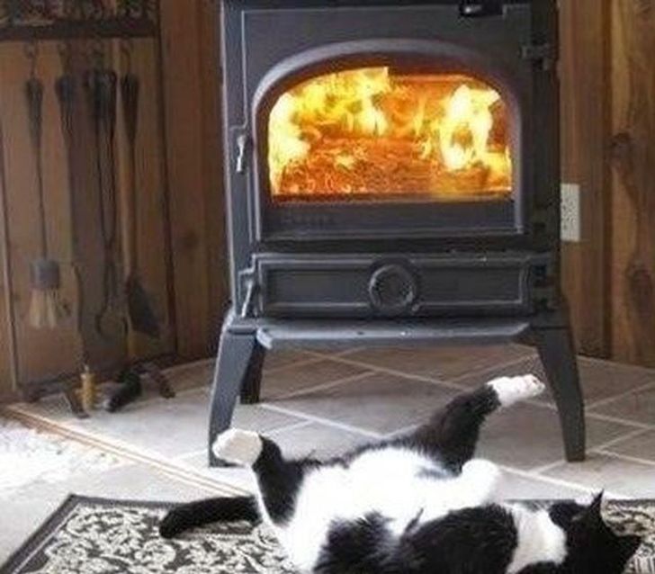 20 Hilarious Pictures Showing What Cats Are All About