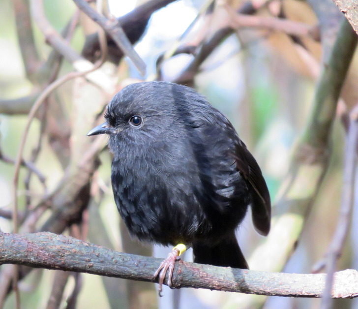 A Chatham Islands black robin