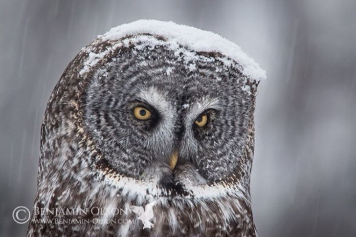 The 10+ Greatest Owl Pictures You’ll Ever See / Bright Side
