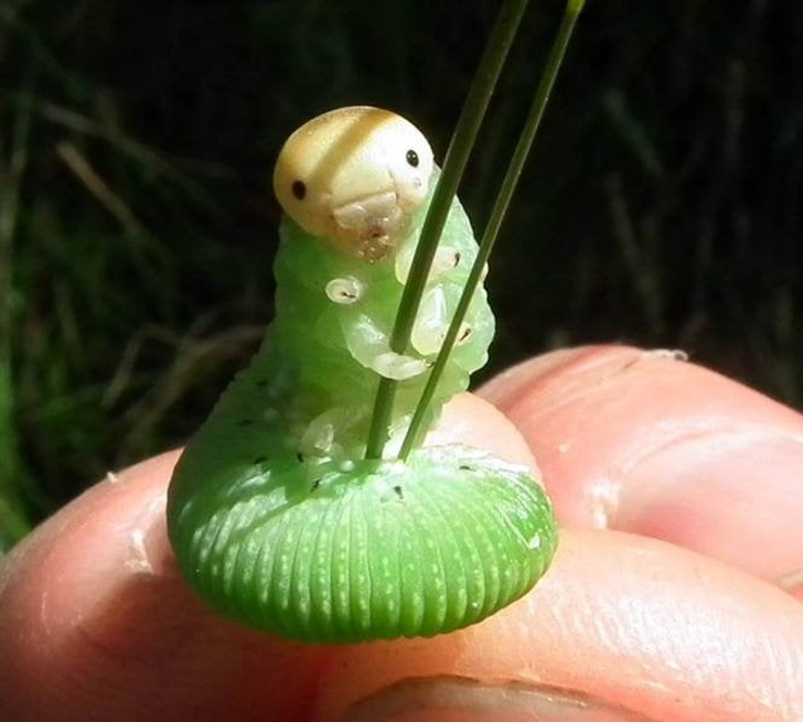 25 Tiny Animals That Are as Charming as They Are Small