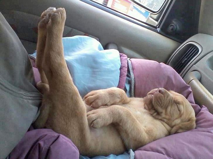 funny sleeping pictures