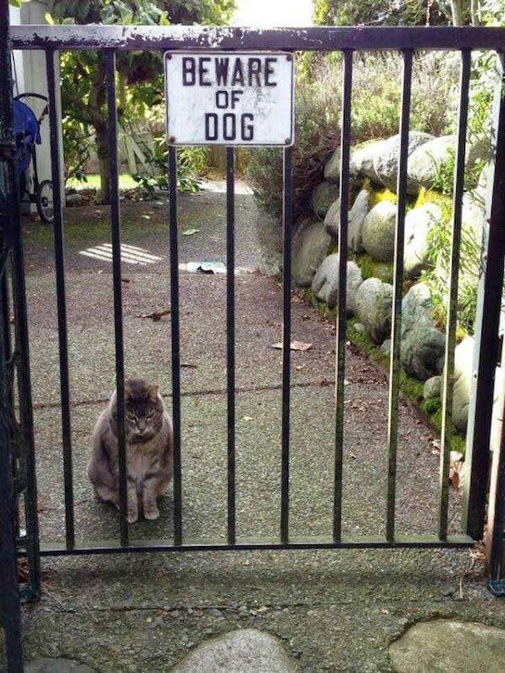 Beware of dog sales funny