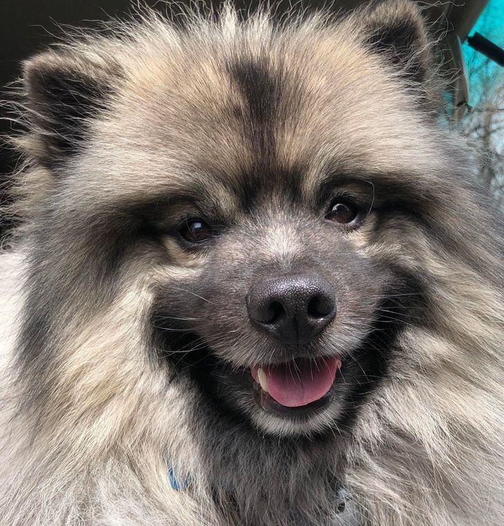 Keeshond bears store