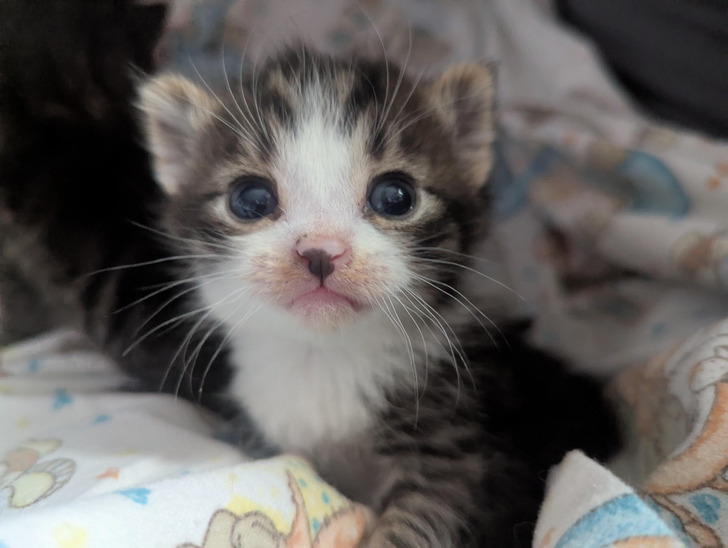 Meet Toast, One of Seven Kittens in a Foster Litter