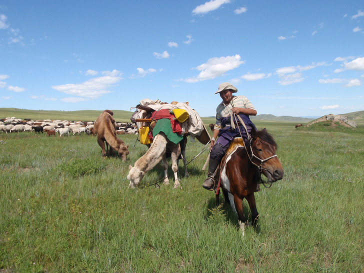 A herder with horses, camels, goats and sheep, Mongolia