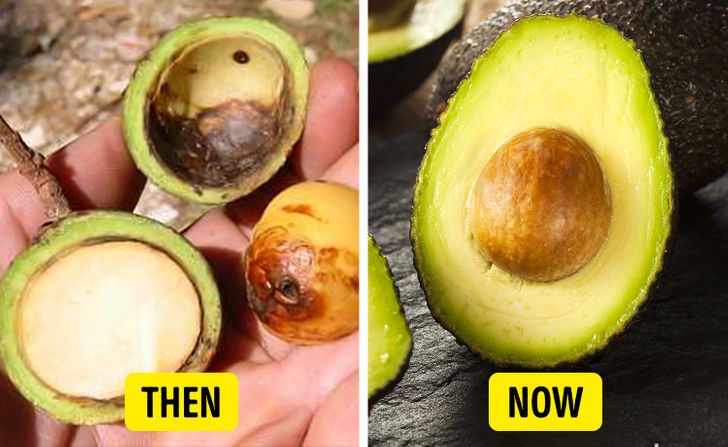 13 Eye-Opening Facts About Familiar Foods That Once Looked Very Different