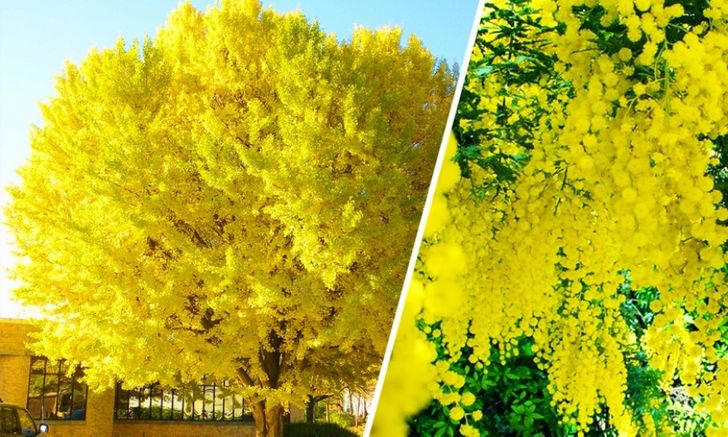 The 15 Most Beautiful Trees in the World