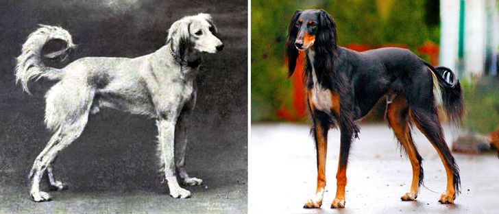 How Dog Breeds Have Changed Over the Last 100 Years