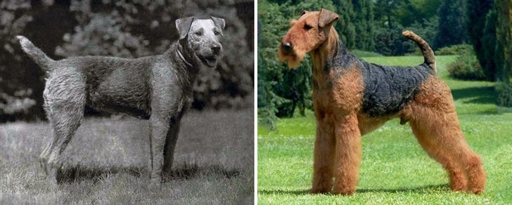 How Dog Breeds Have Changed Over the Last 100 Years