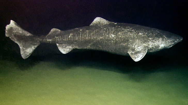 A Greenland shark in the deep sea, 2013