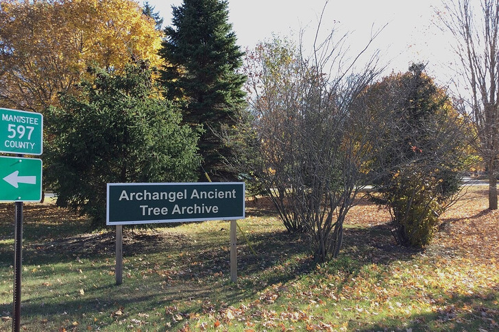 Young trees at the Archangel Ancient Tree Archive, Michigan