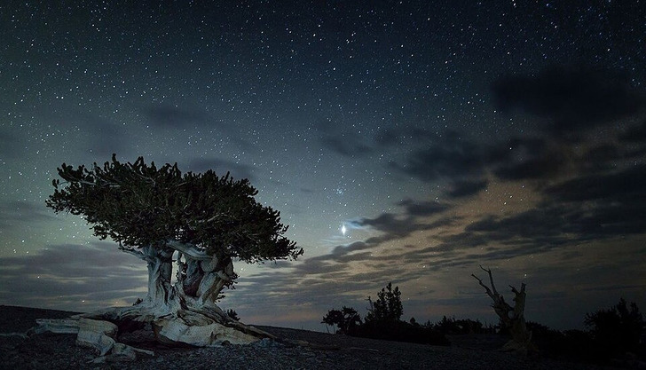 A bristlecone pine under the night sky, Great Basin National Park