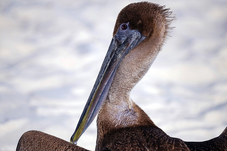 A brown pelican