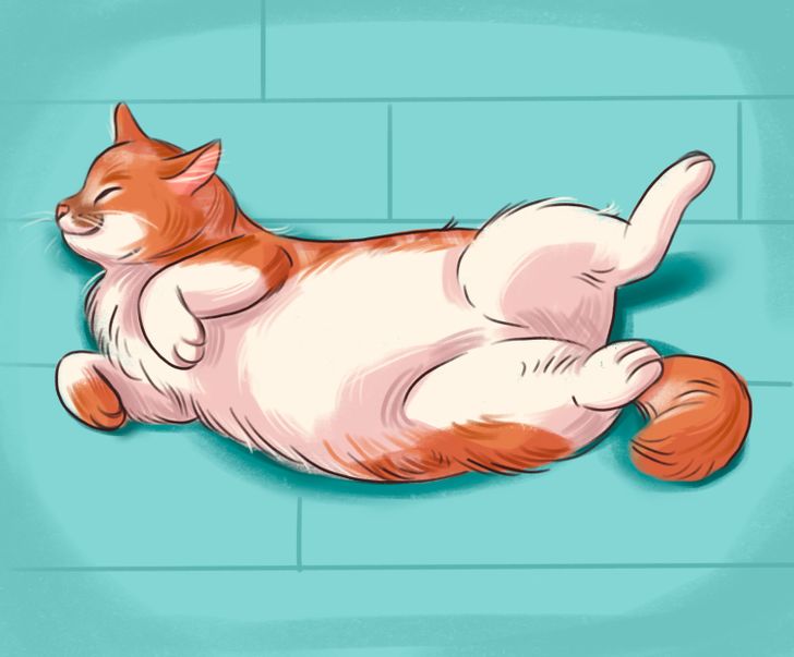 What A Sleeping Position Can Reveal About Your Cat
