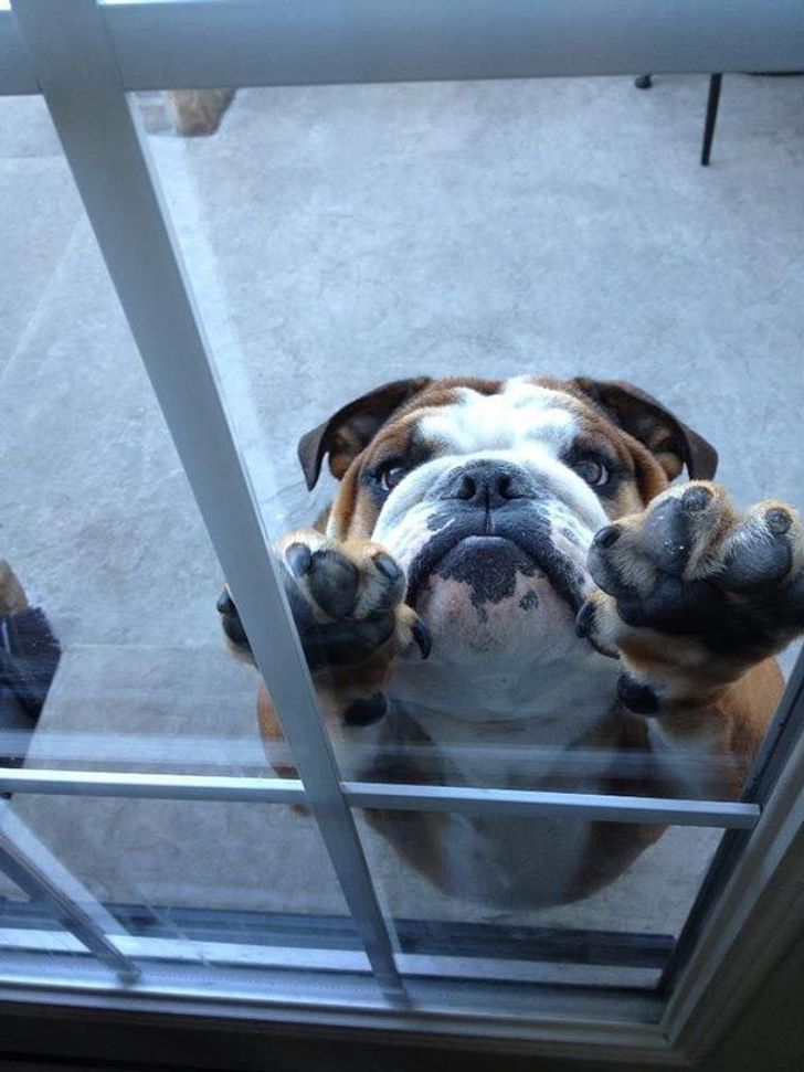 25 animals who are really, really eager to come inside
