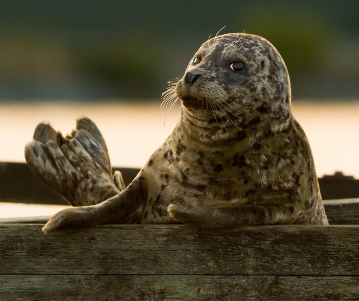 Harbour Seals Who Posed Like They Knew What a Camera Was