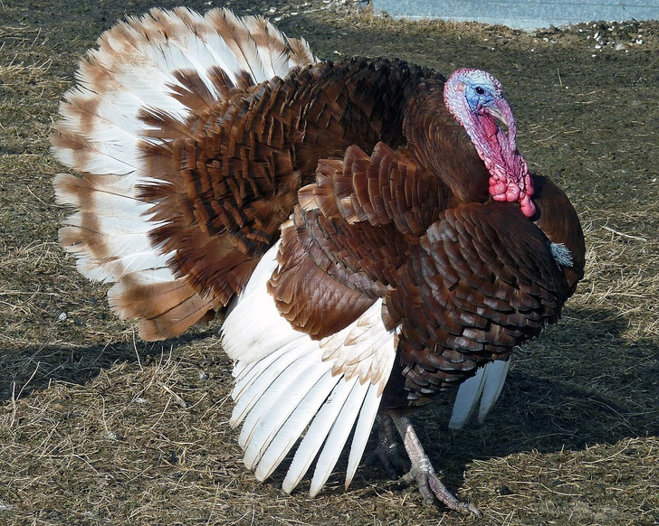A Bourbon Red tom, one of the heritage turkey breeds