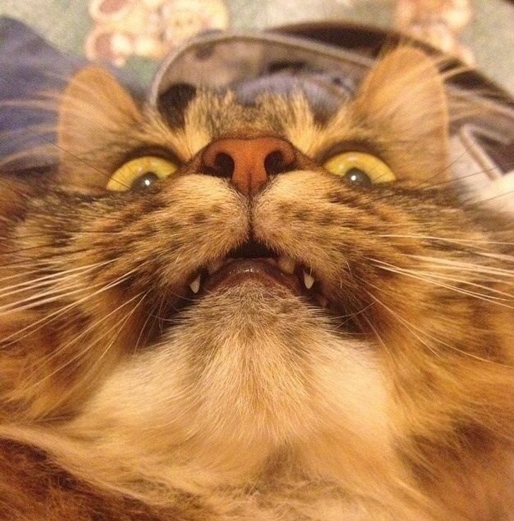 20+ Photos of Cats Who Won the Selfie Game to Celebrate the National Cat Day
