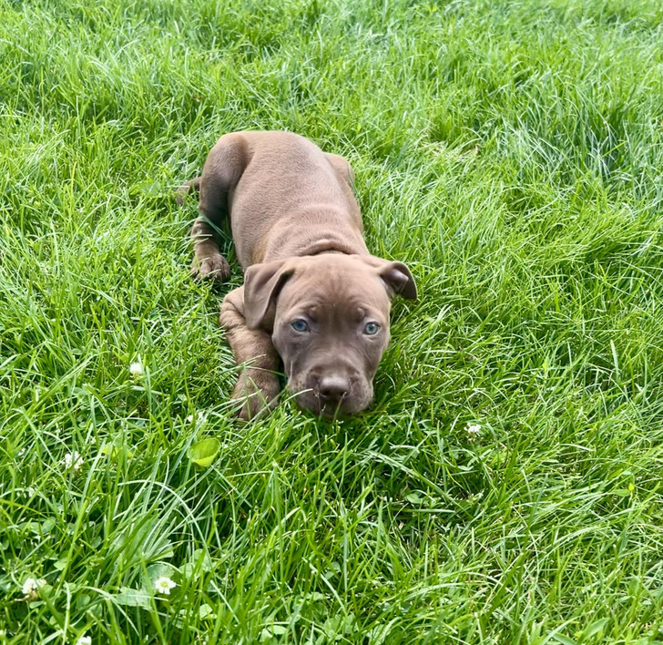 Nine Rescue Puppies, Nine Potato Names, and This One Is Gnocchi