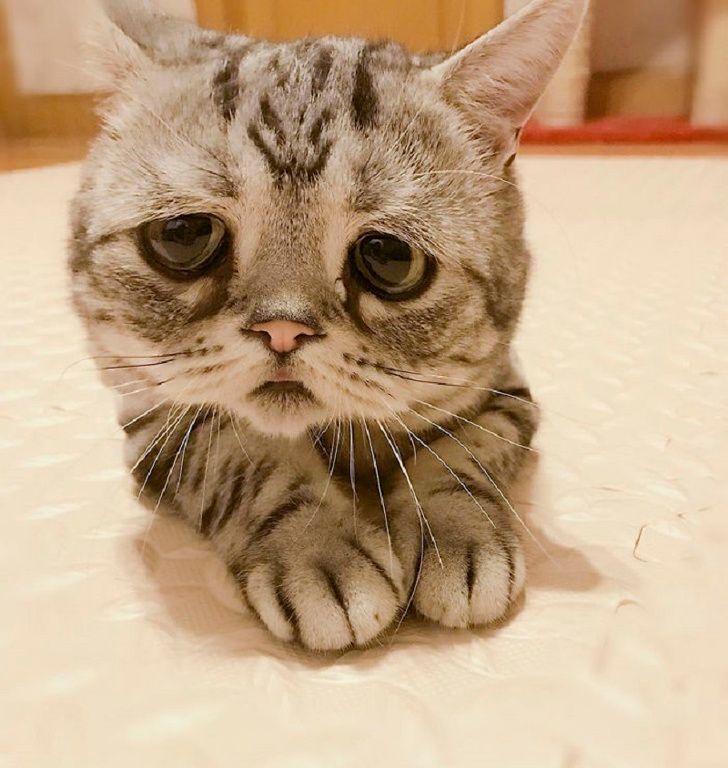 16 Sad Animals Who Are Just Waiting for Your Cuddles